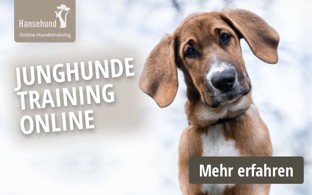 Online-Junghundetraining