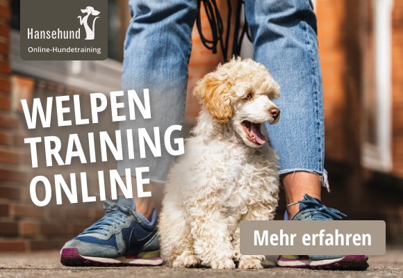 Welpen Training Online – Hansehund