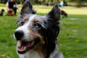 Specials beim Hansehund