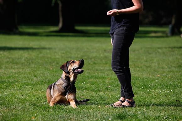 Hundetraining Hamburg