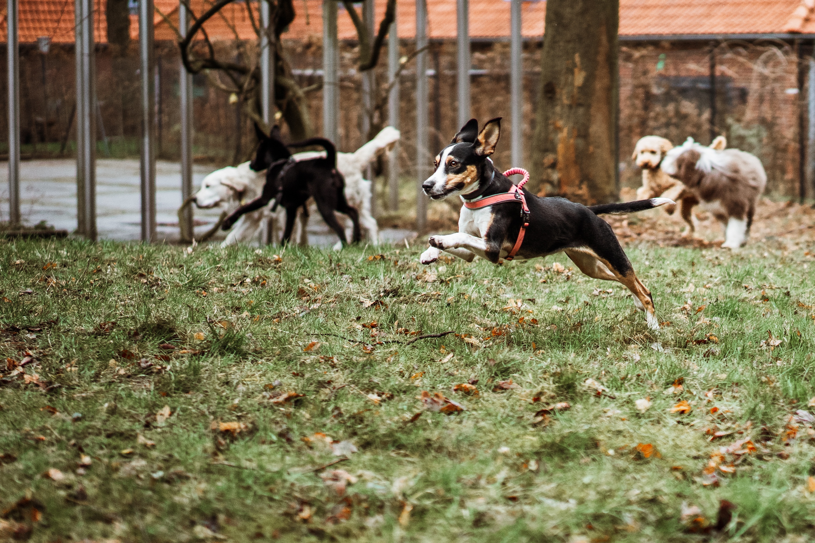 Hund läuft auf einer Wiese