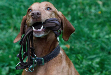 Hundeerziehung beim Hansehund