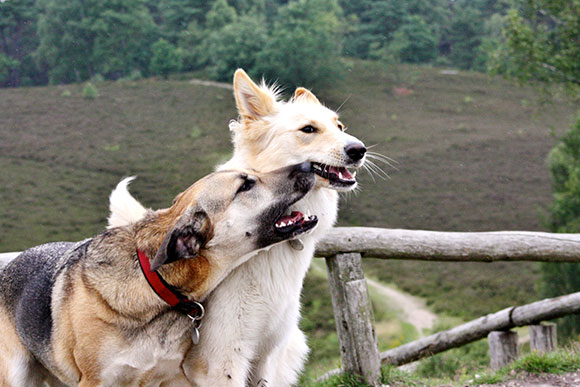 Zwei Hunde spielen zusammen beim Gassi-Service Hamburg