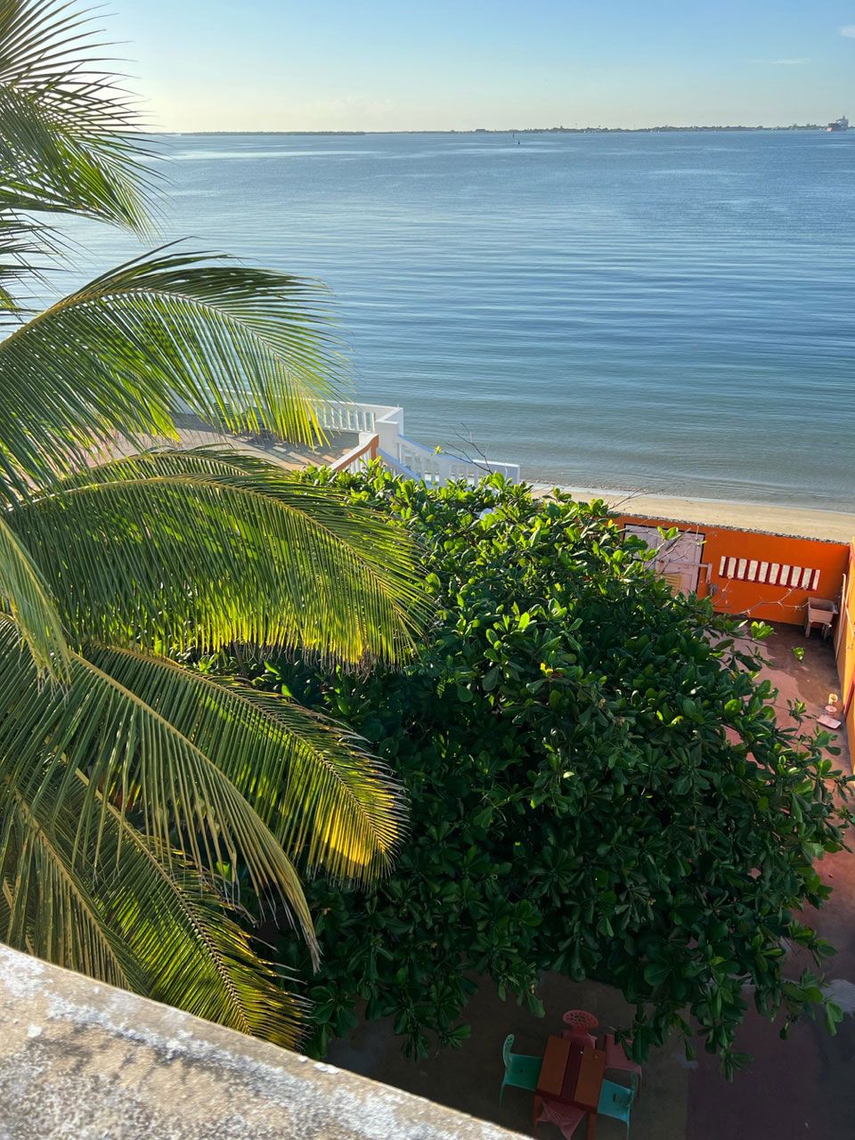 Beachfront Palm Tree & Ocean View