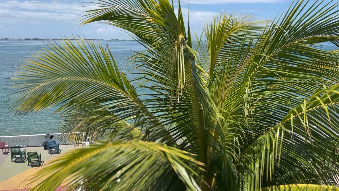 Waterfront Ocean View Through Palms