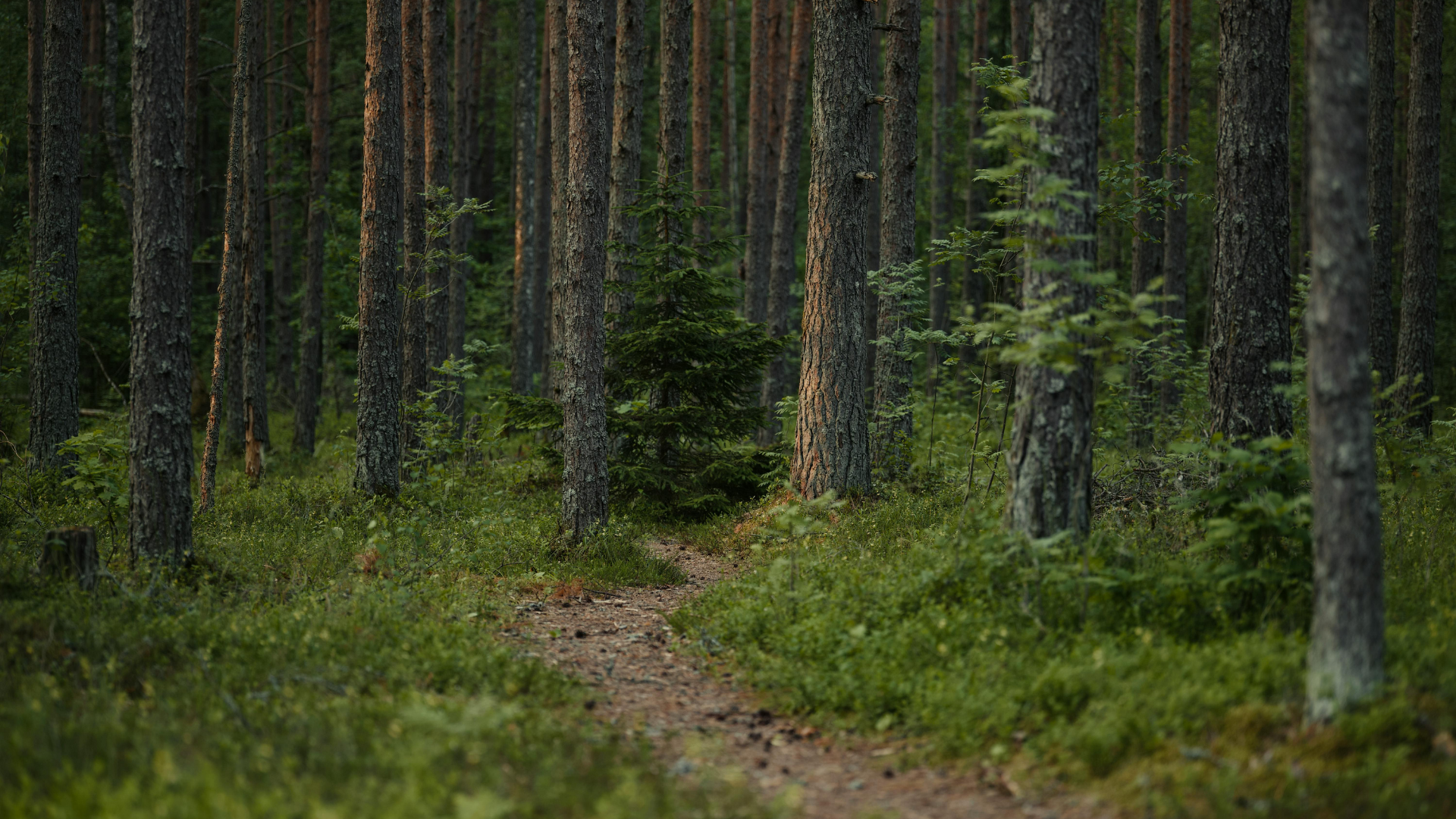 Dense forest path and tall trees symbolizing inner exploration and healing.