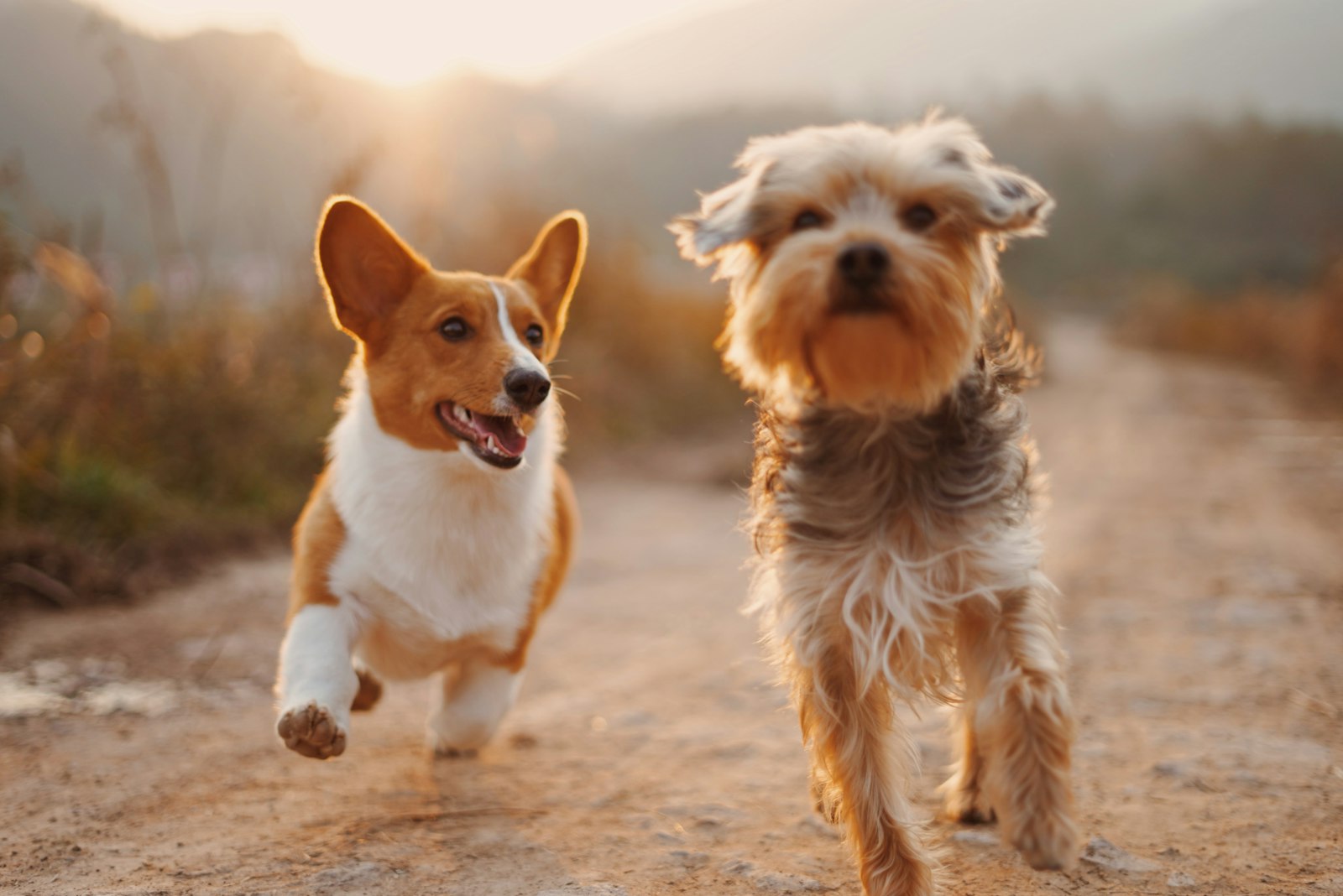 Group Classes — Humble K9