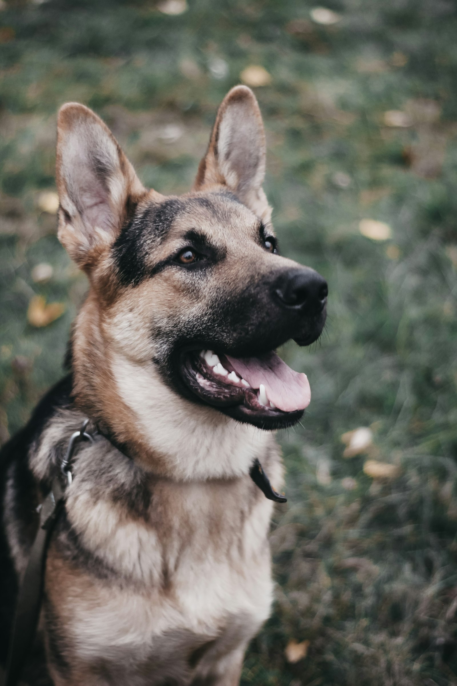 Day Train — Humble K9