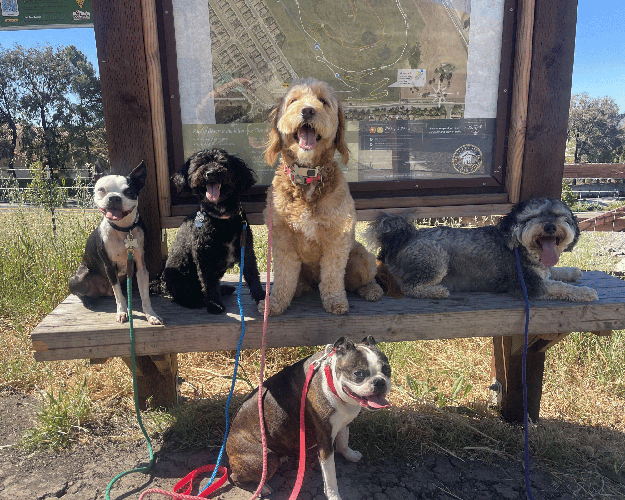 Dogs resting together on a bench