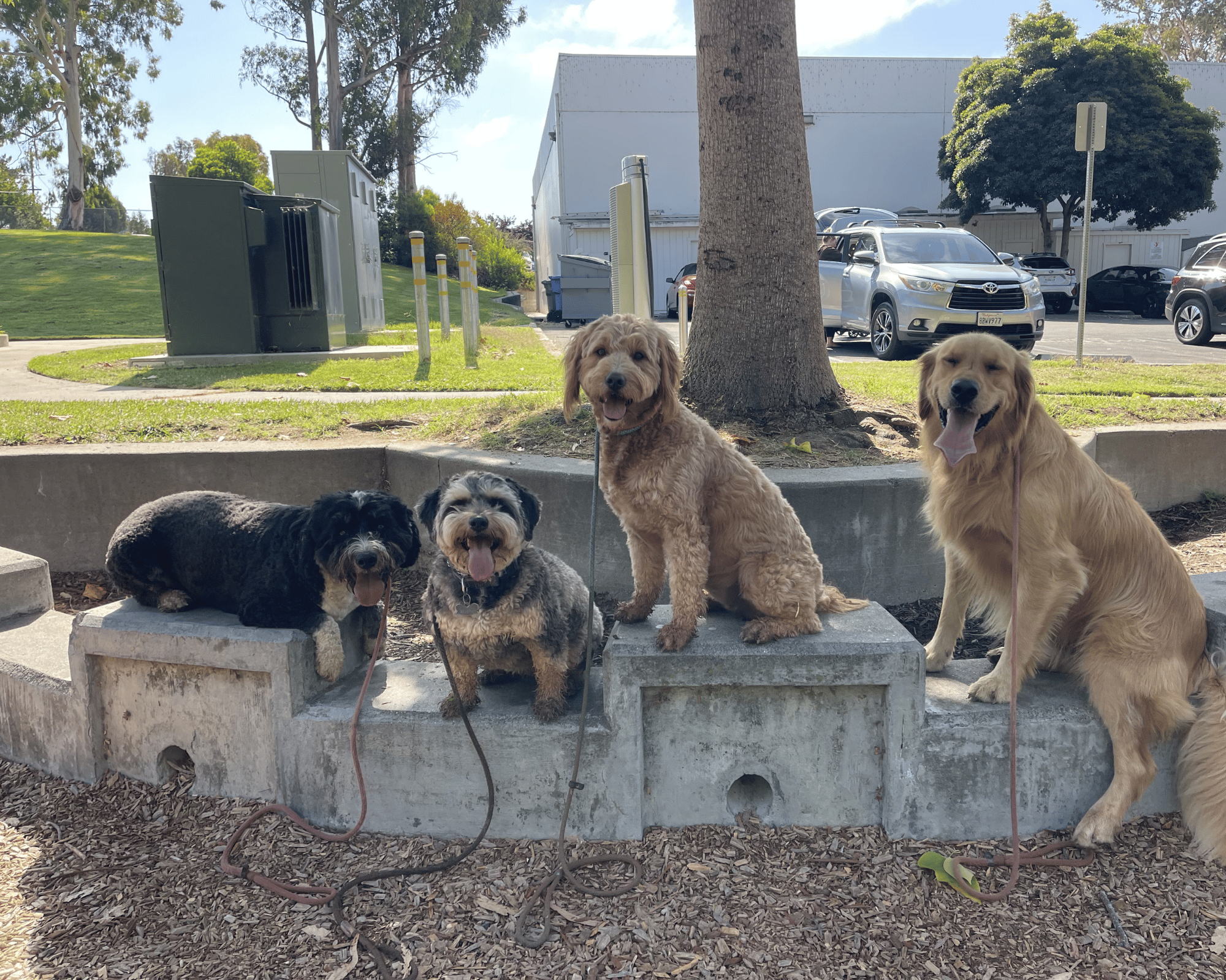 Happy dogs waiting for a visit