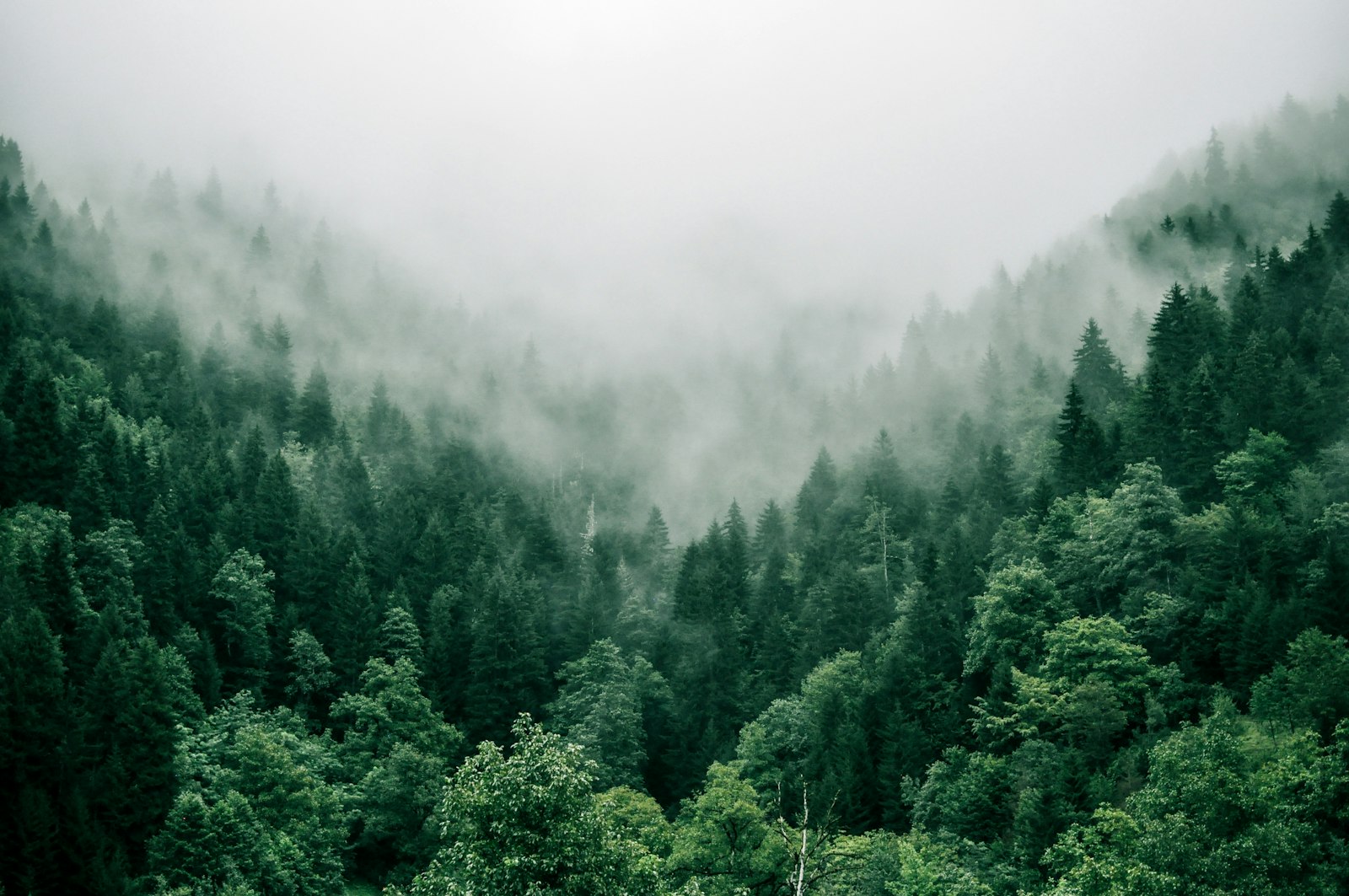 Tree service in Oak Park, Ventura County