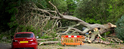 Tree Removal