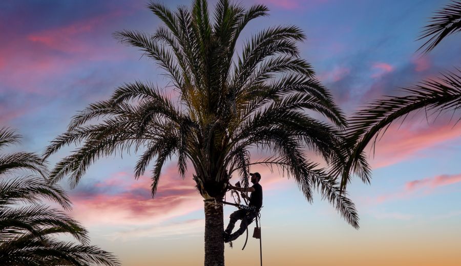 Arborist in tree