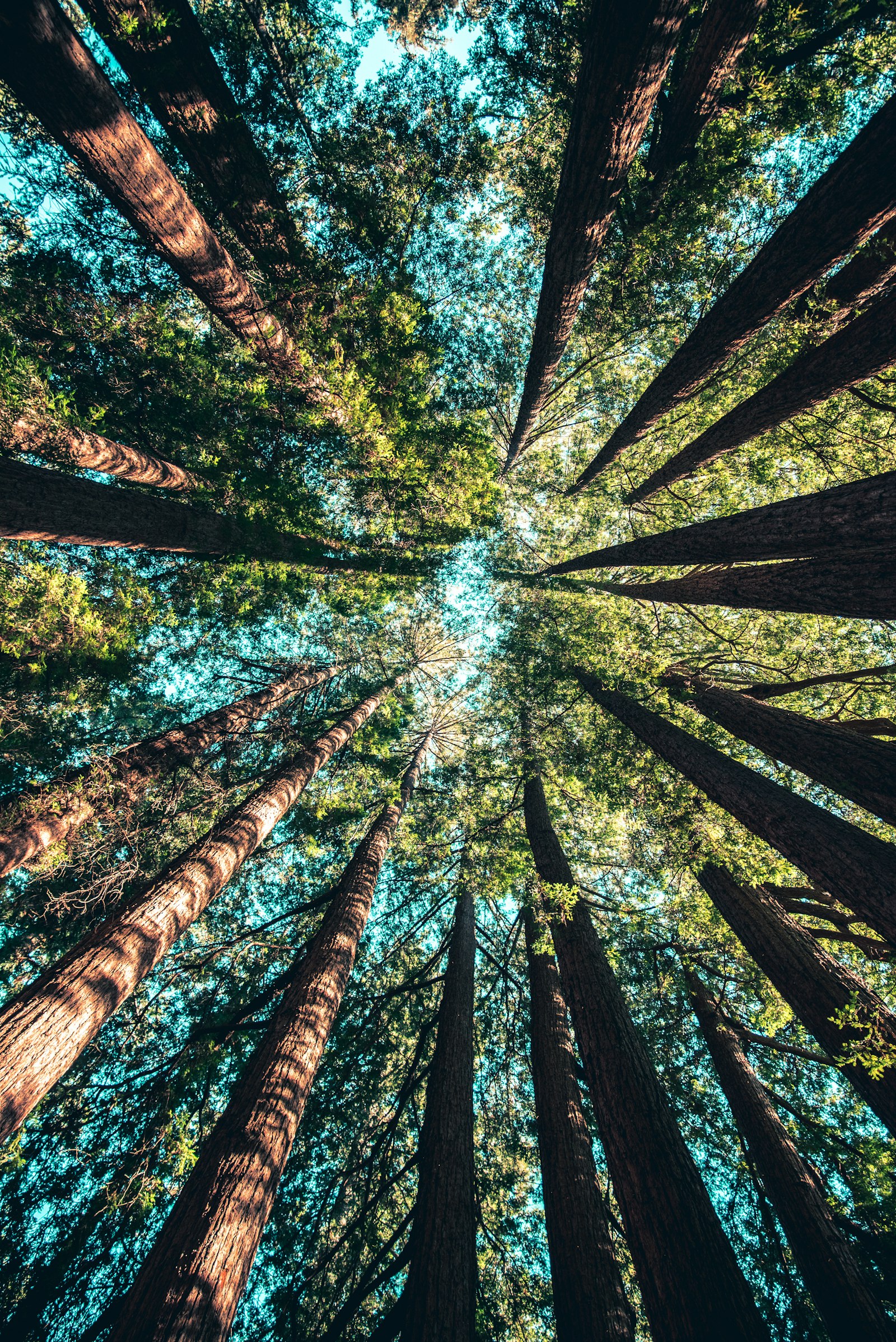 Tree service in Newbury Park, Ventura County