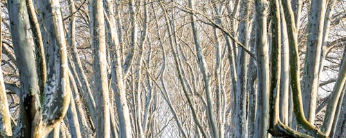 Large Tree Management