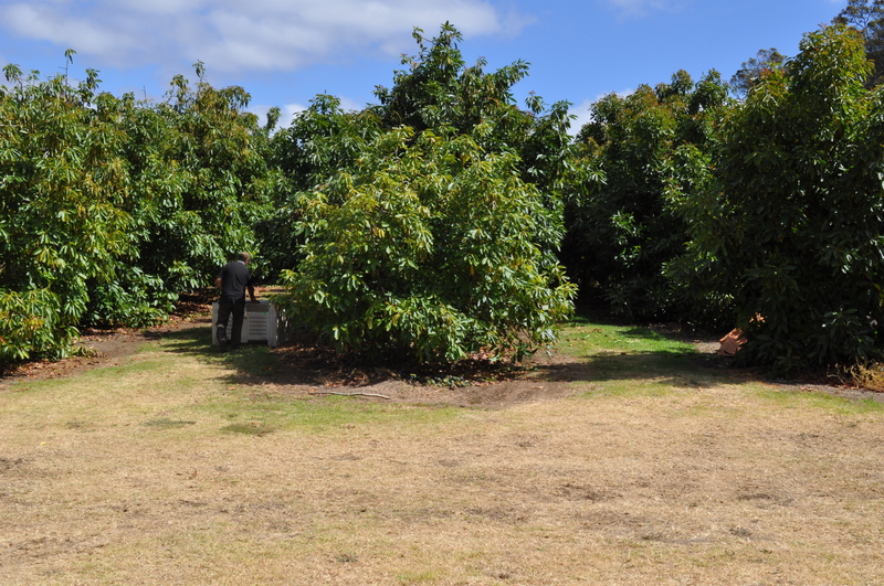 Why Ventura County Avocado Trees Decline โ and How to Stop It