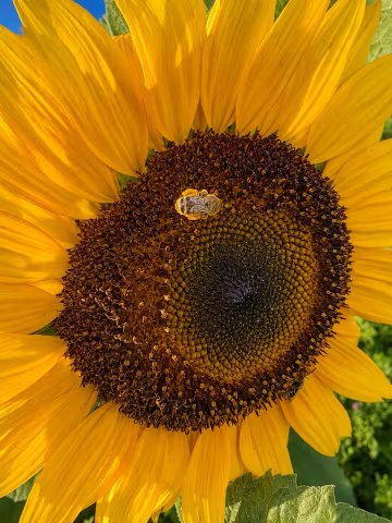 Farm scene 7
