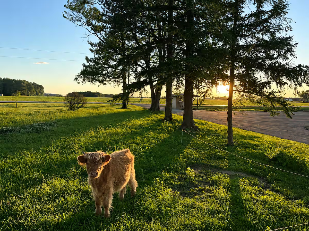 Farm scene 5