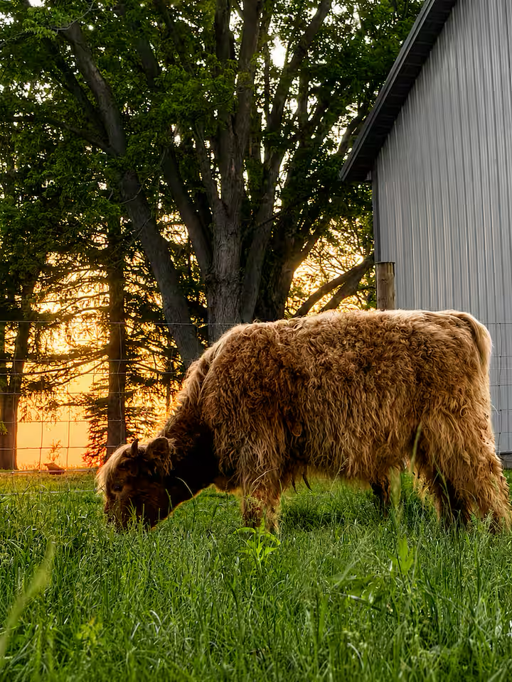 Farm scene 4