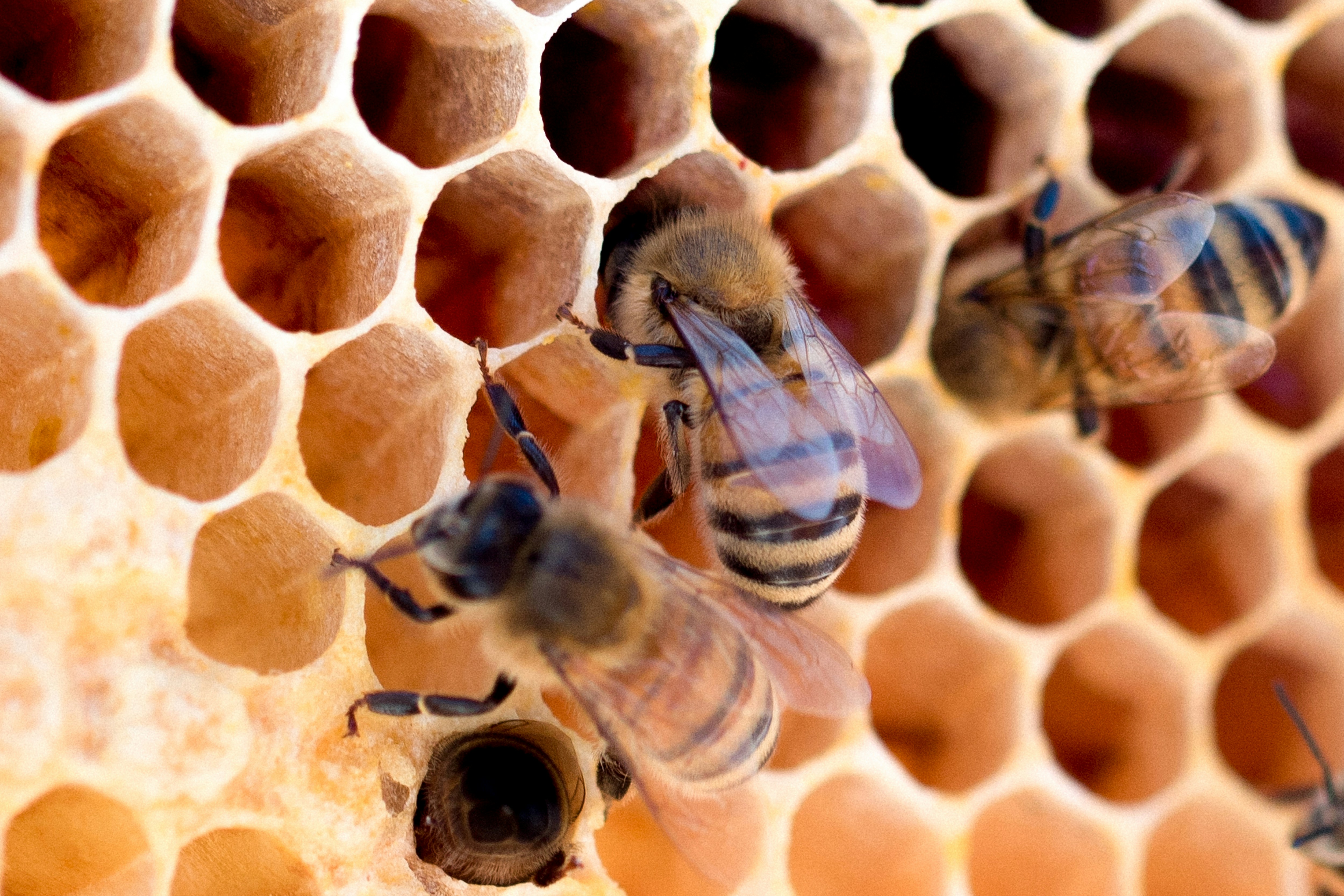 Bees on honeycomb