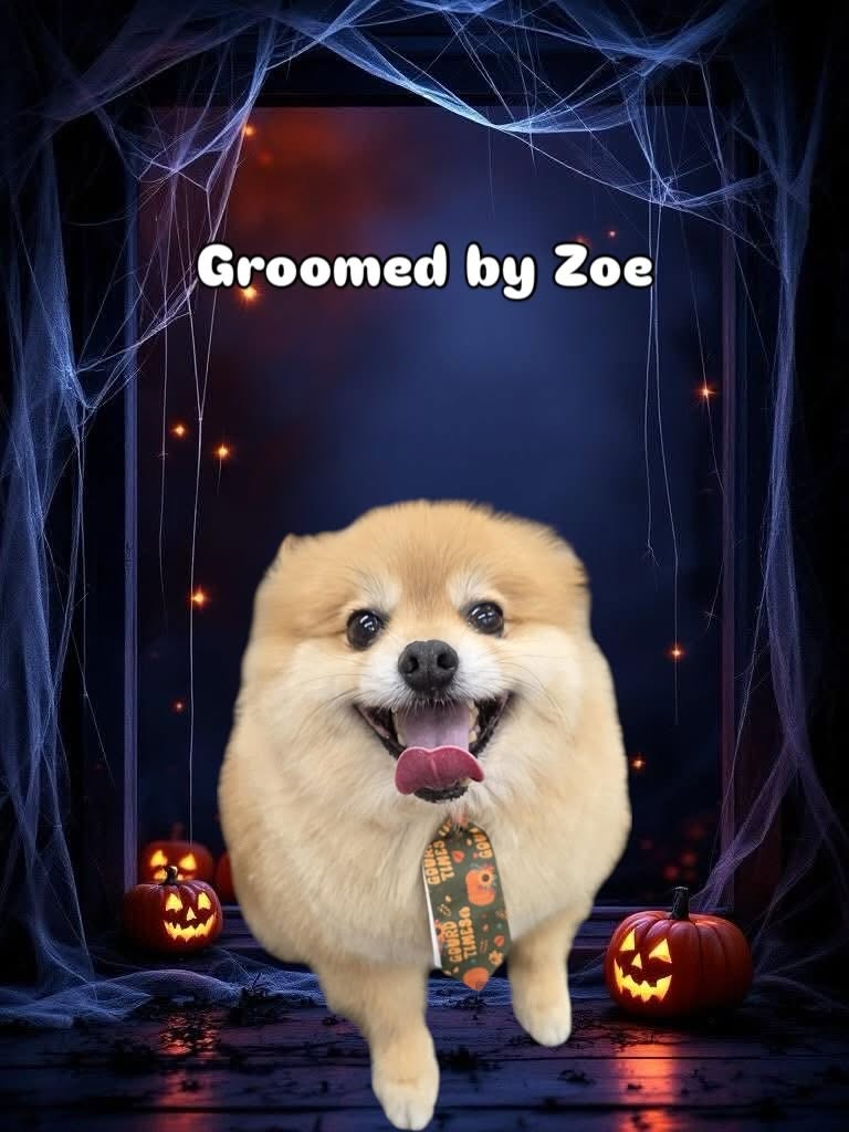Groomed dog - Halloween theme