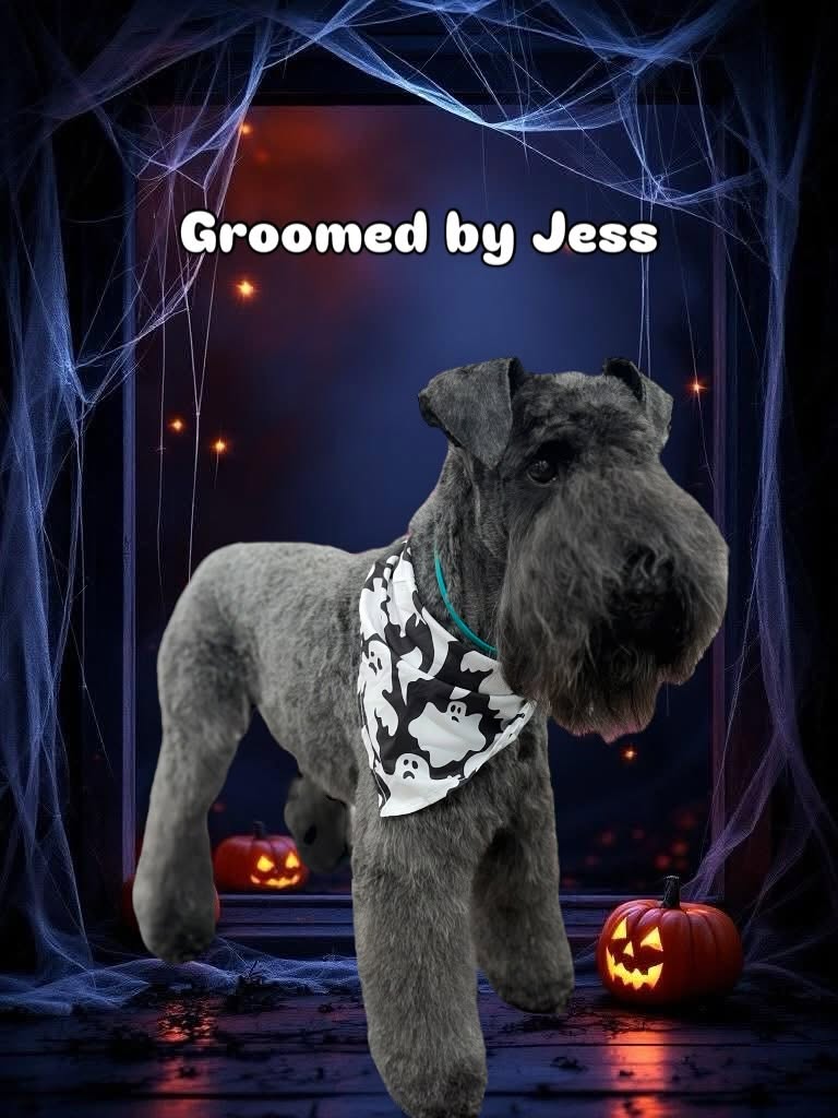 Groomed dog - Halloween theme