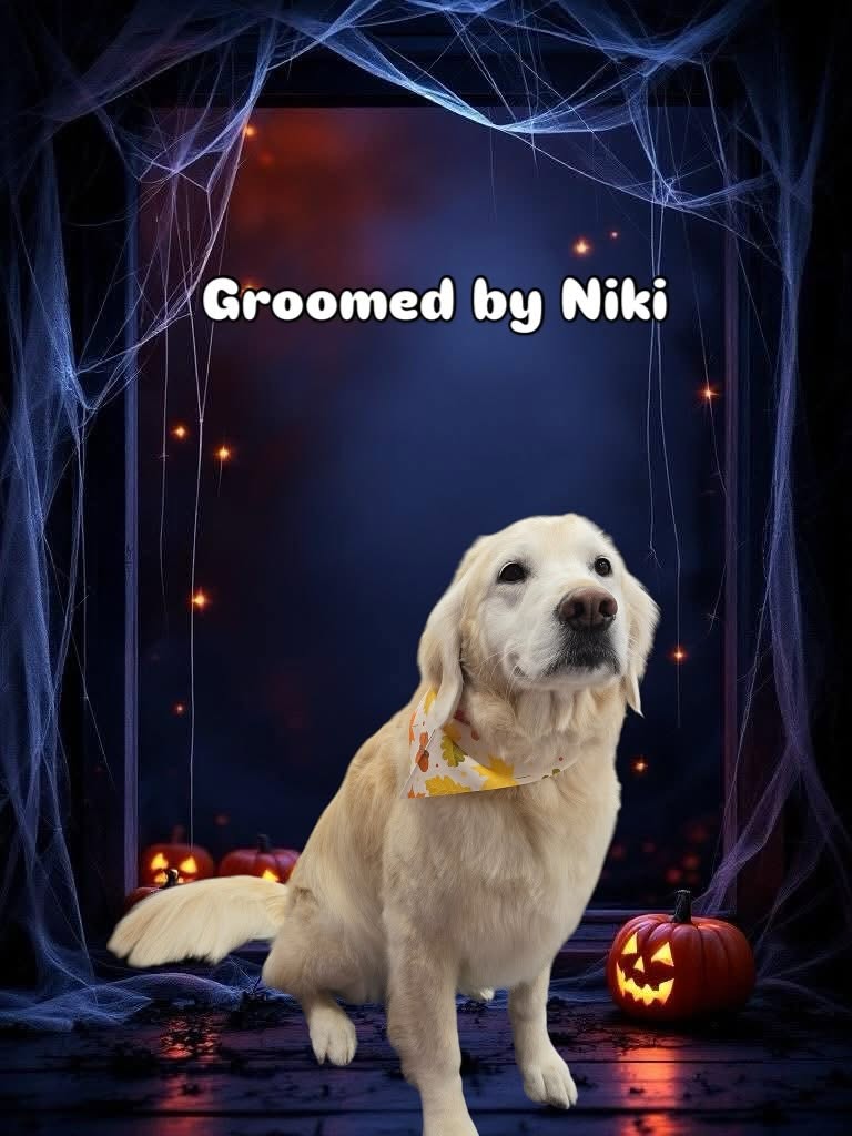 Groomed dog - Halloween theme