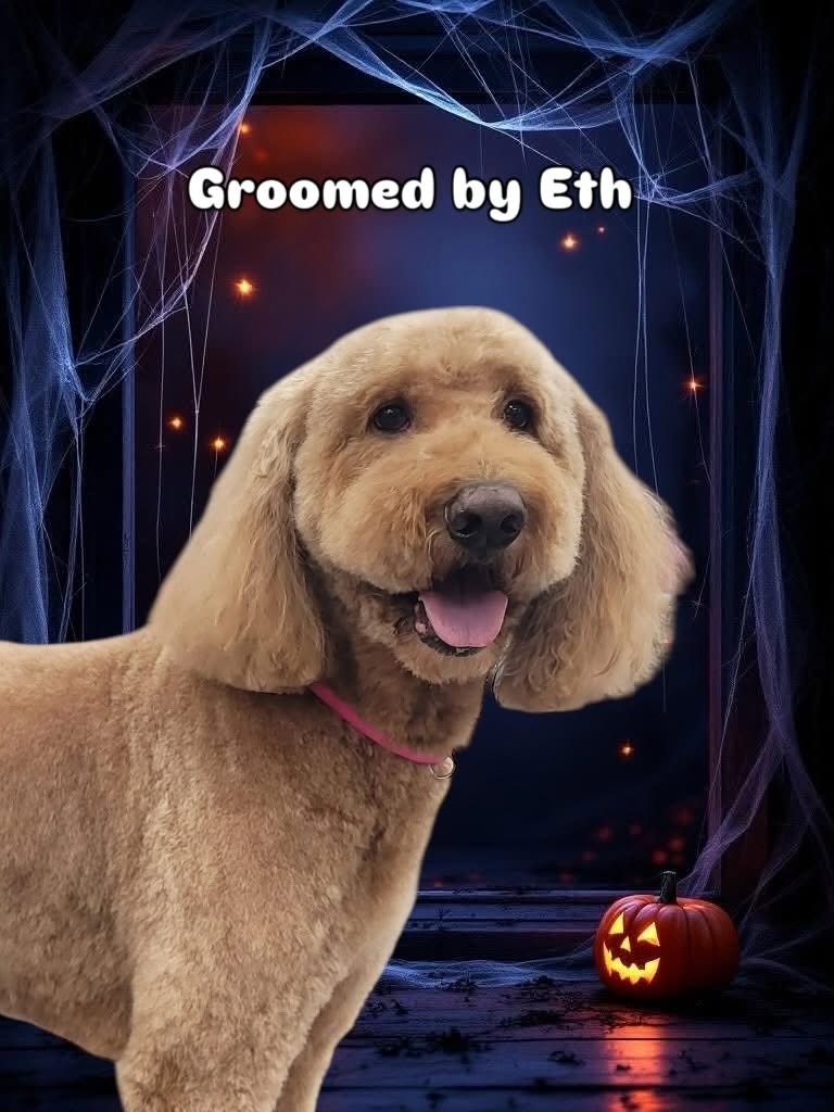 Groomed dog - Halloween theme