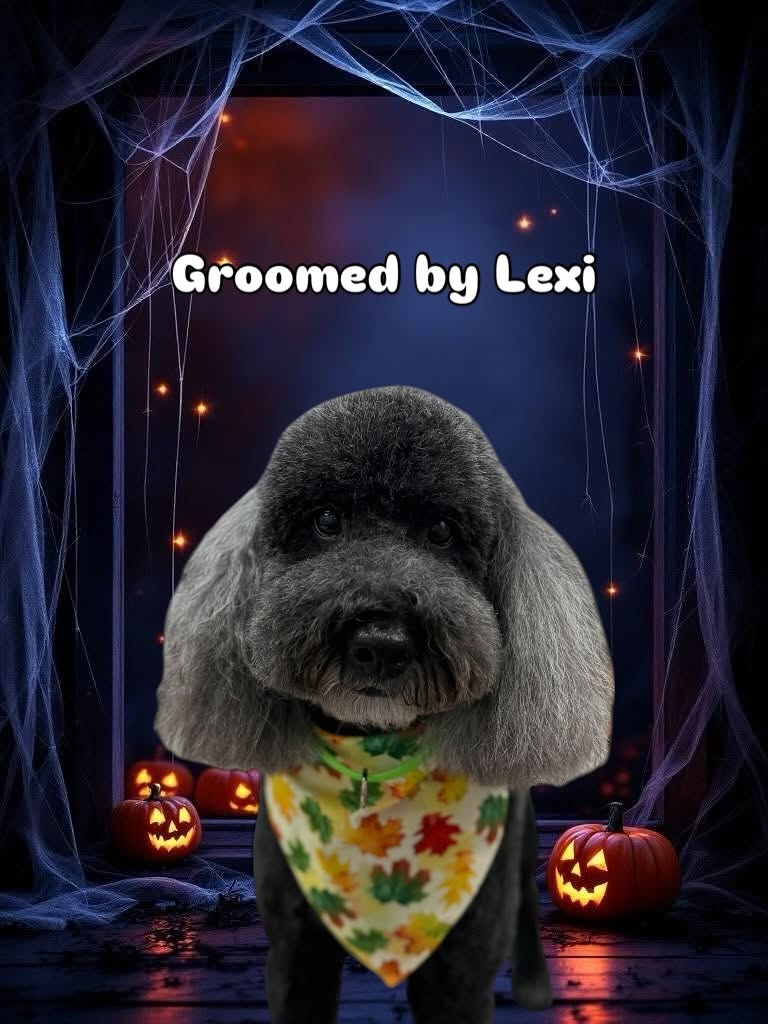 Groomed dog - Halloween theme