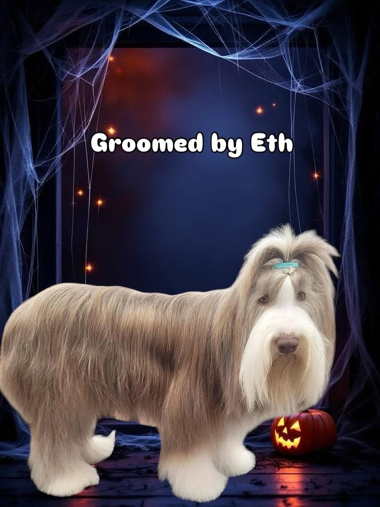 Groomed dog - Halloween theme