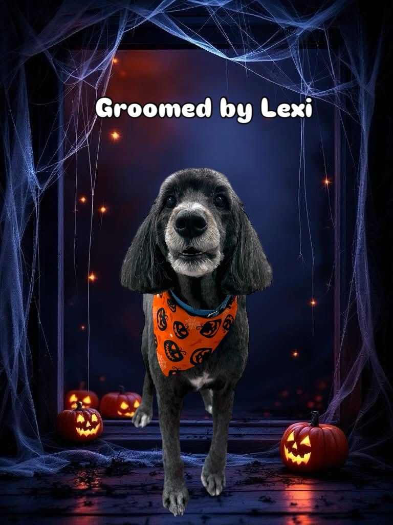 Groomed dog - Halloween theme