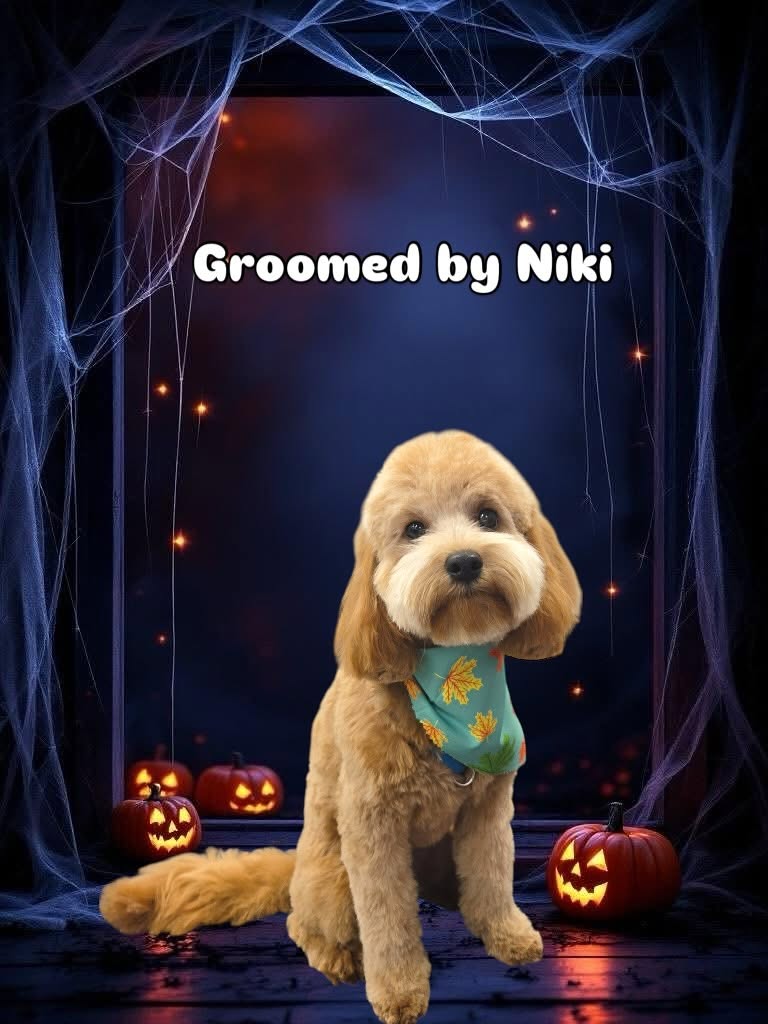 Groomed dog - Halloween theme
