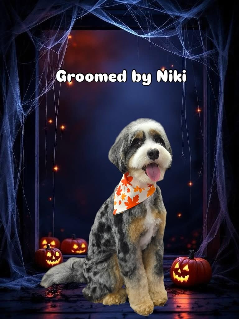 Groomed dog - Halloween theme