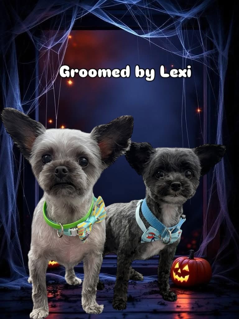 Groomed dog - Halloween theme