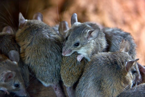 Mice huddled together indoors
