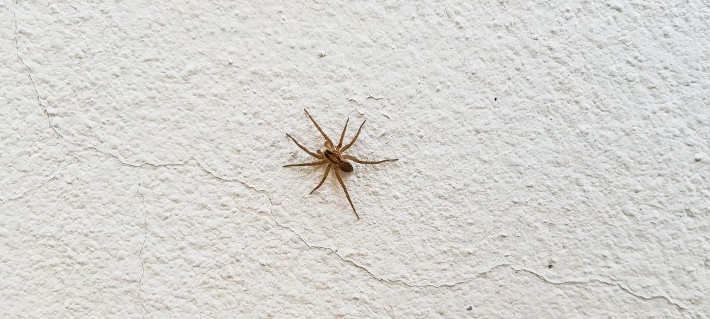 House spider on wall