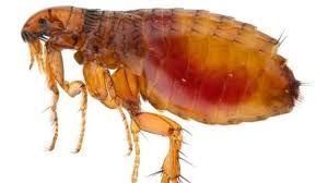 Flea close up