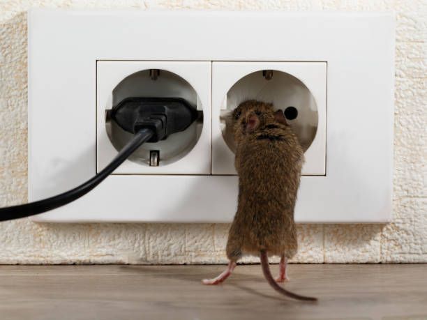 Mouse investigating an electrical outlet