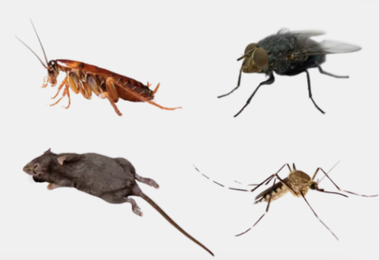 Pest Collage