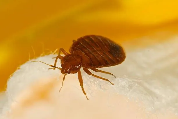 Realistic macro photo of a bed bug on a mattress