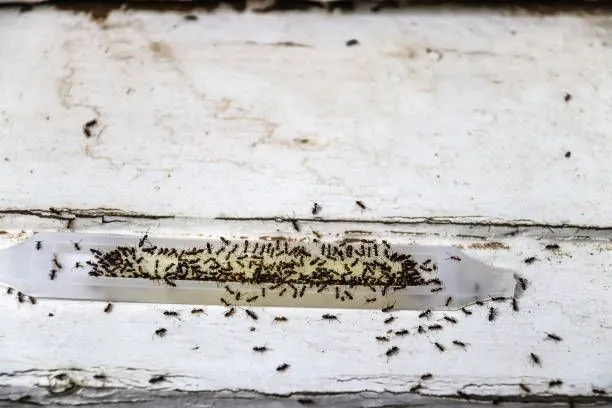 Ants trailing indoors