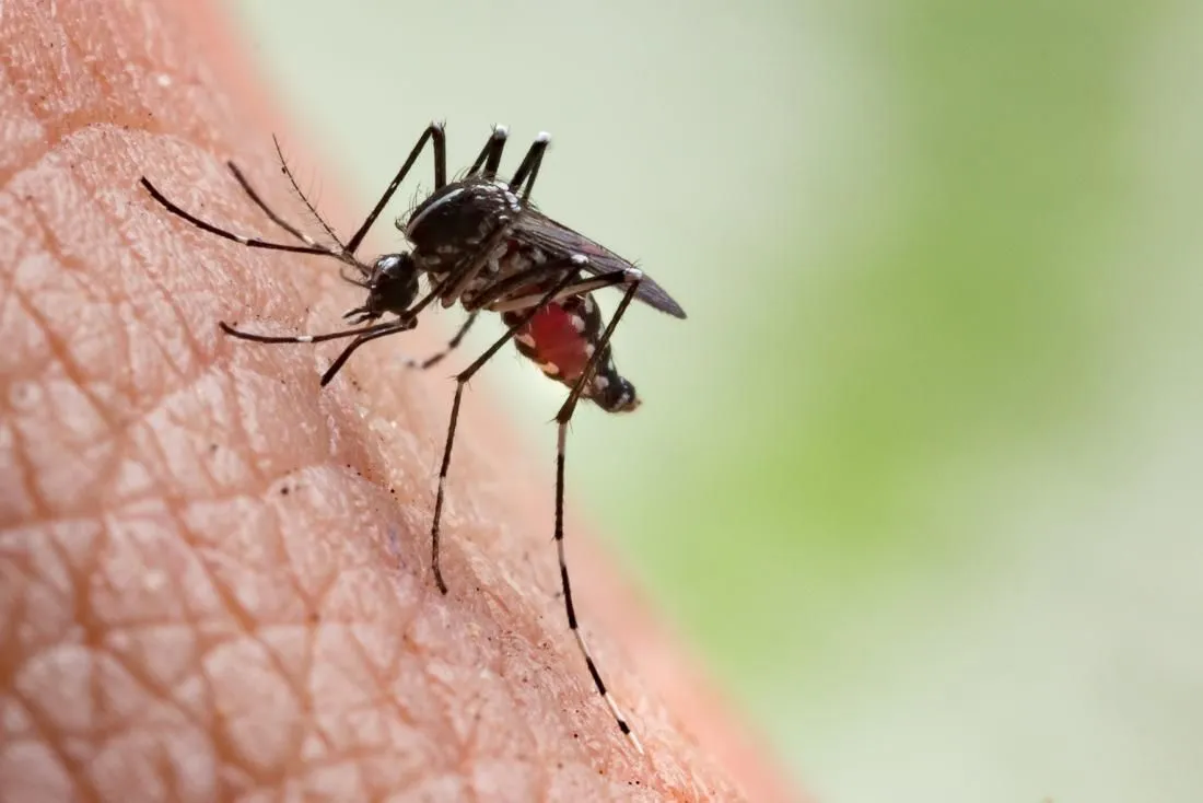 Mosquito close up