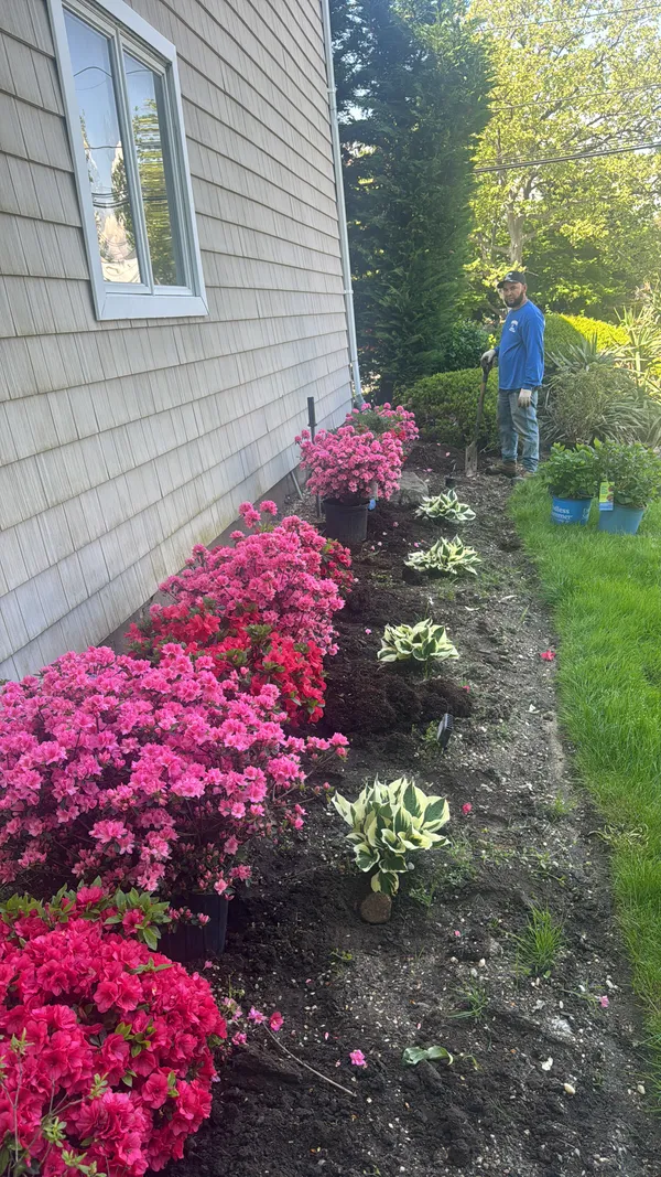 Professional crew member planting vibrant pink azaleas along a residential property