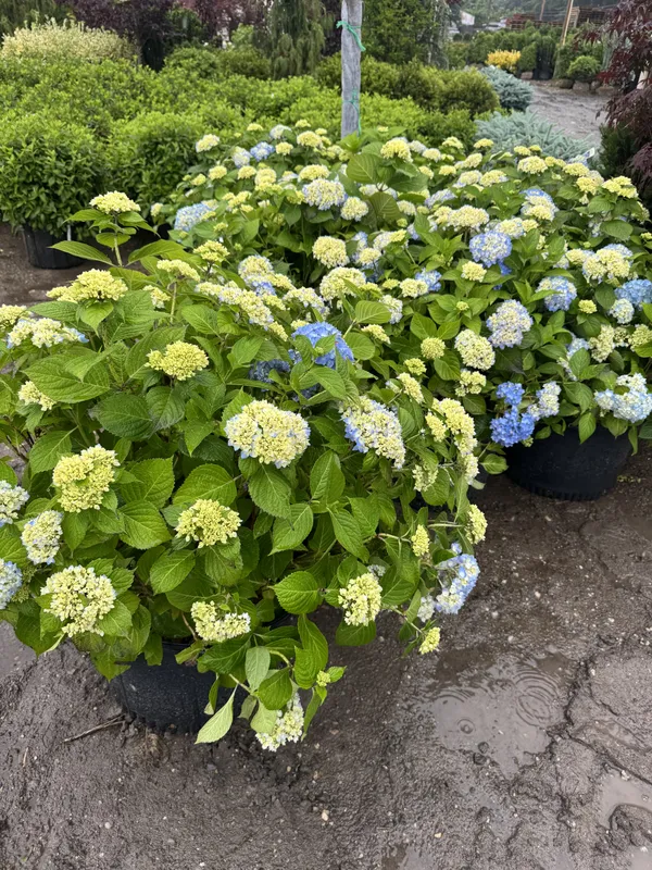 Hydrangea Bush Installation - Planting