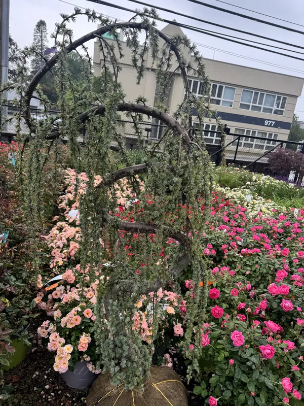 Unique spiraling weeping cedar tree being prepared for professional landscape installation