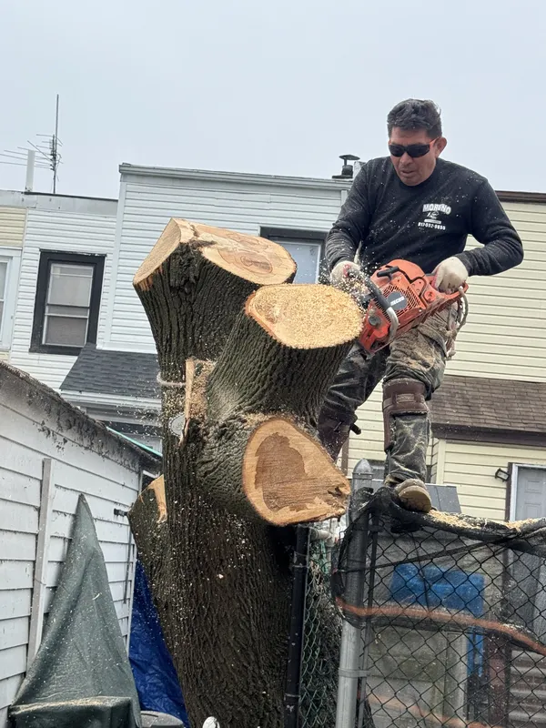 Skilled arborist performing systematic tree branch pruning for safety and health