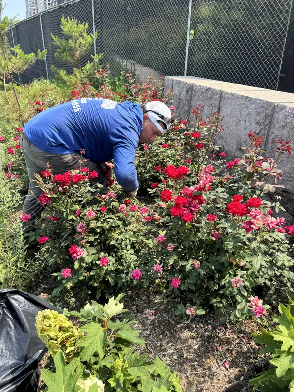 Professional landscaping team member planting red roses in a manicured garden bed
