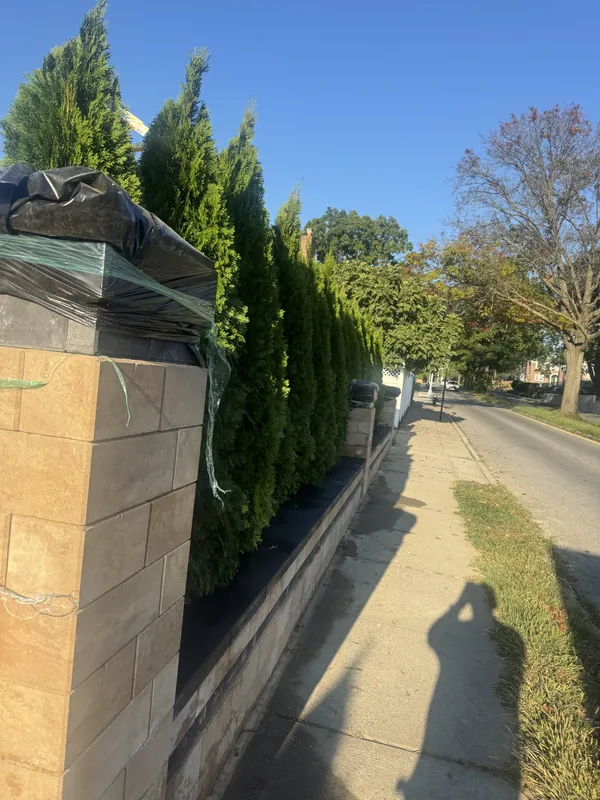 Privacy Trees Planting - Planting
