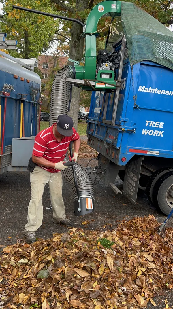 Commercial leaf vacuum system being used for large scale property cleanup and leaf removal