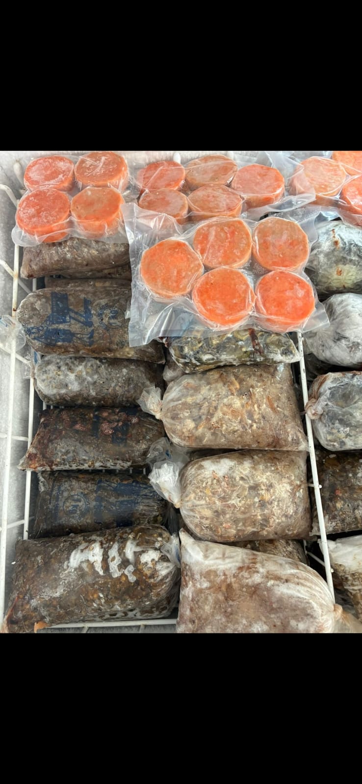 Mariscos e frutos do mar congelados de alta qualidade no Frigorífico Big Frango em Guarajuba Mariscos e frutos do mar congelados de alta qualidade no Frigorífico Big Frango em Guarajuba